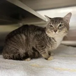A young large-sized male Domestic Short Hair cat named Cat for adoption in Bullhead City, AZ