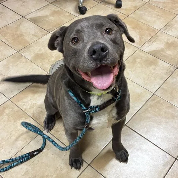 An adult large-sized female Labrador Retriever dog named Tickles for adoption in Troutdale, OR