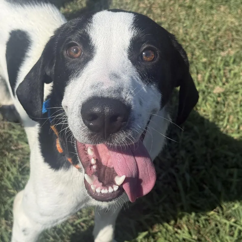 A young medium-sized male White / Cream Hound dog named Snoopy for adoption in Chesapeake, VA