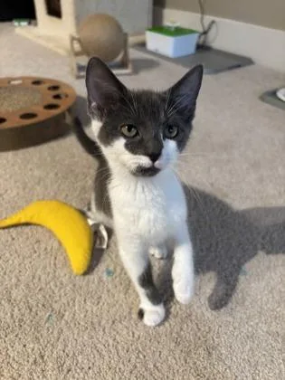 A baby small-sized female Domestic Short Hair cat named Oregano for adoption in Washington, DC