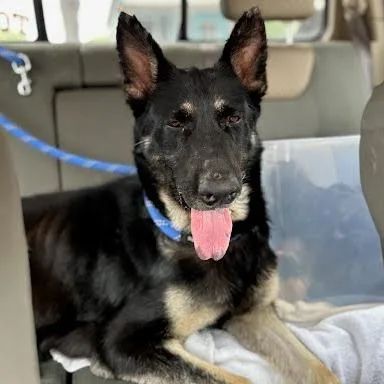 An adult large-sized female Black German Shepherd Dog dog named Artemis Ii for adoption in Austin, TX