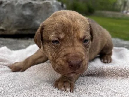 Biscuit thumbnail 2