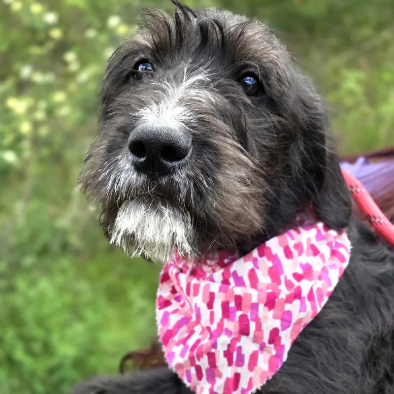 A young medium-sized female Black Schnauzer dog named Nova for adoption in Franklin, NC