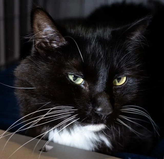 An adult medium-sized male Domestic Long Hair cat named Max for adoption in Boston, MA