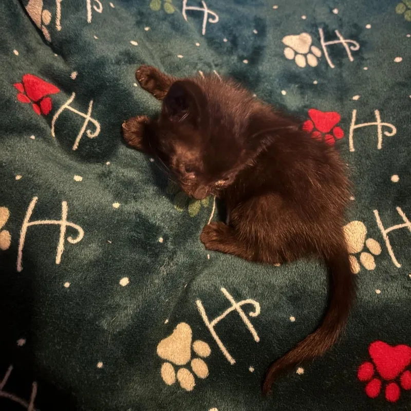 A baby small-sized male Black Domestic Short Hair cat named Willy Nilly for adoption in Los Angeles, CA