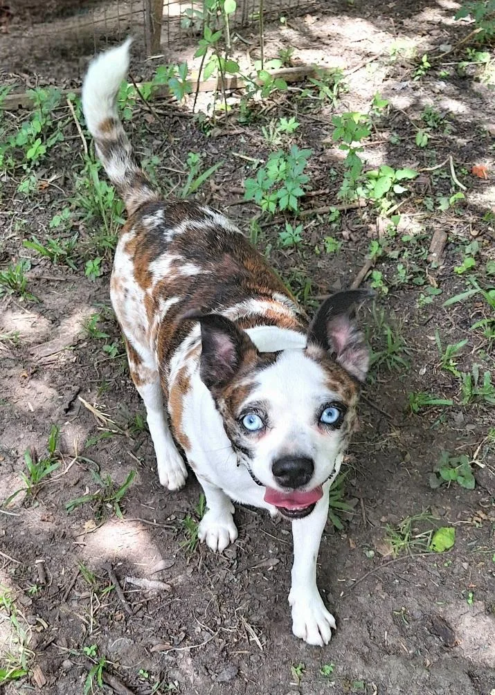 An adult small-sized male White / Cream Pug dog named Kamalo MVT for adoption in Missouri City, TX