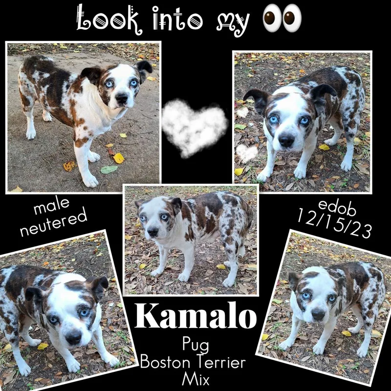 Kamalo MVT thumbnail 6