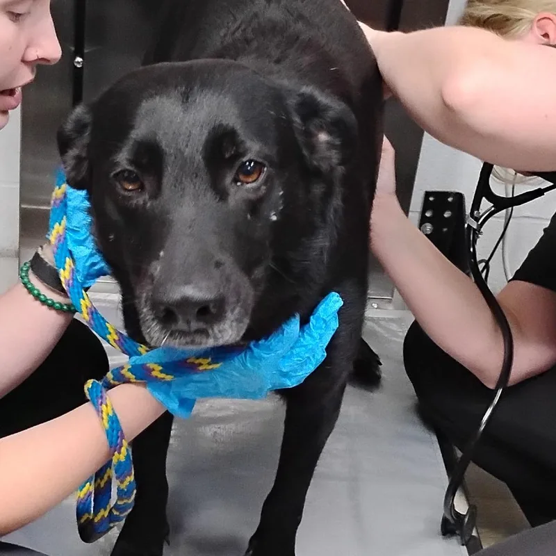 An adult medium-sized female Black Mixed Breed dog named Sheba for adoption in Summerville, SC