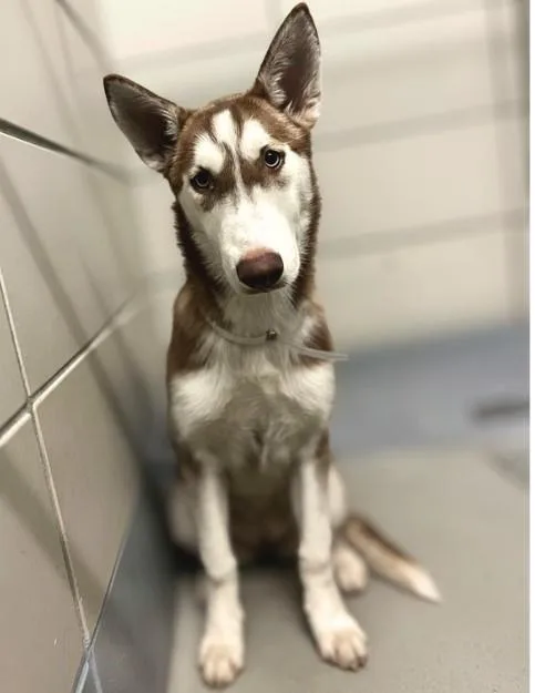 A baby medium-sized female Husky dog named Sierra for adoption in Houston, TX