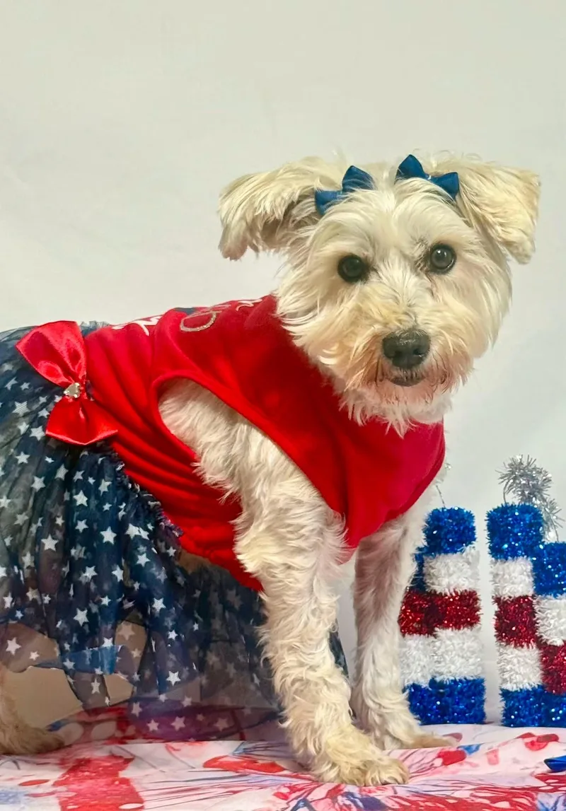 An adult small-sized female Miniature Schnauzer dog named Matilda for adoption in New Stanton, PA