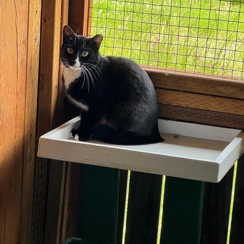 A young medium-sized female Black Domestic Short Hair cat named Sissy for adoption in Port Angeles, WA