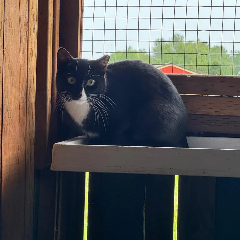 Sissy thumbnail 6