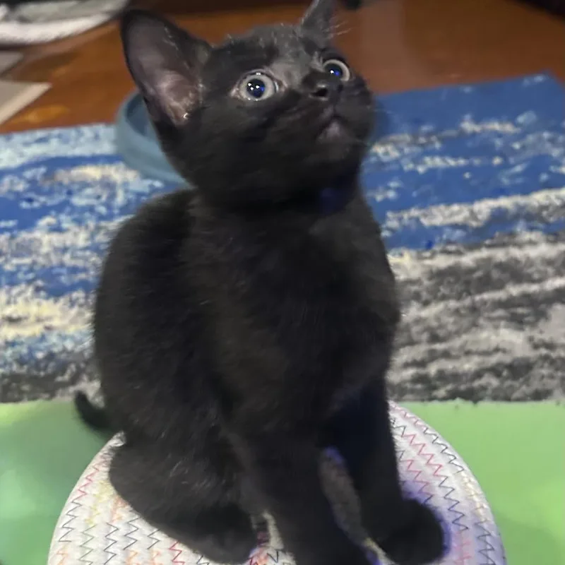 A baby small-sized female Black Domestic Short Hair cat named Catra for adoption in Saint Charles, MO