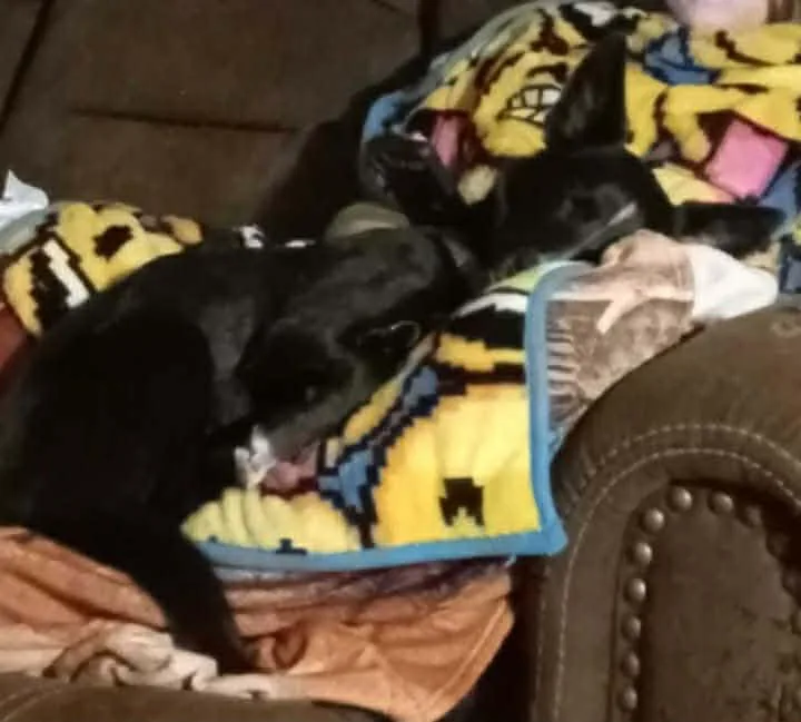 Courtesy Listing  Zeke thumbnail 3