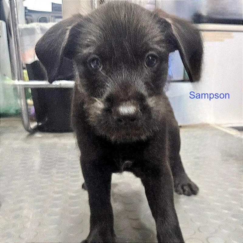 A baby medium-sized male Black Terrier dog named Sampson for adoption in CORPUS CHRISTI, TX