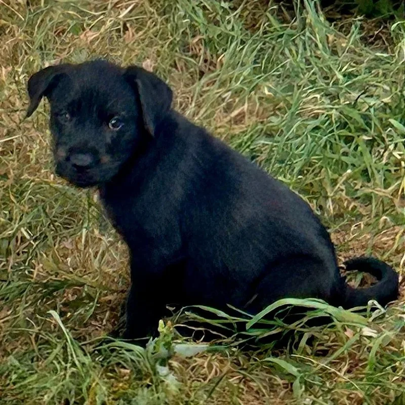 Sampson thumbnail 3