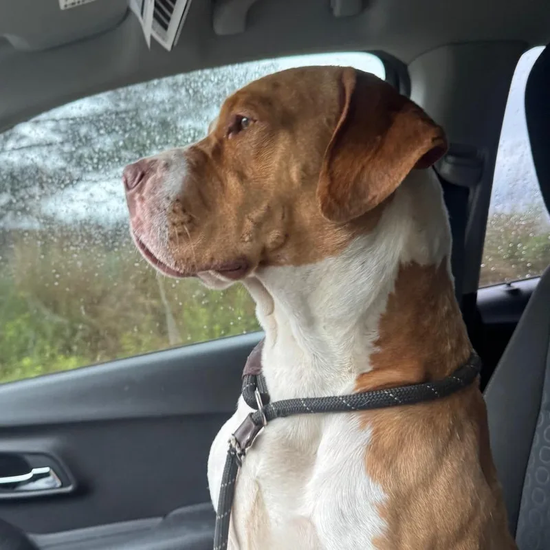 An adult large-sized male Mixed Breed dog named Tato for adoption in Red House, WV