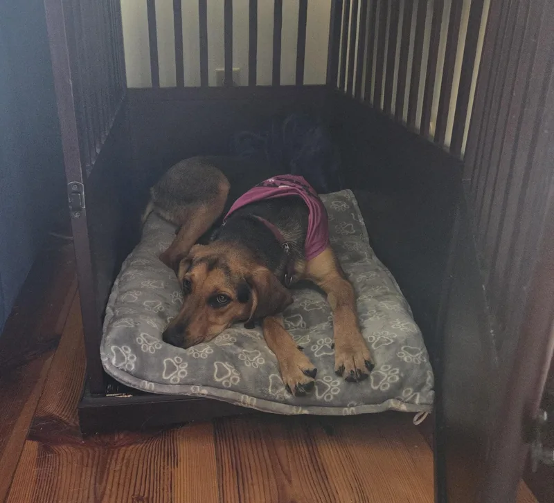 A baby medium-sized female Airedale Terrier dog named Sparrow Oiseau local for adoption in Andover, MA
