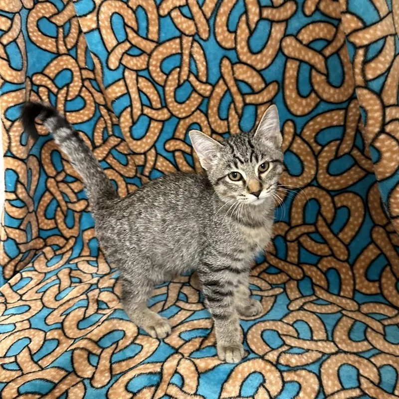 A baby small-sized male Brown / Chocolate Domestic Short Hair cat named Serrano for adoption in Newberg, OR