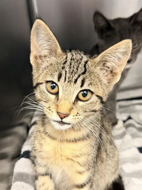 A baby small-sized female Domestic Short Hair cat named Knife for adoption in Santa Cruz, CA