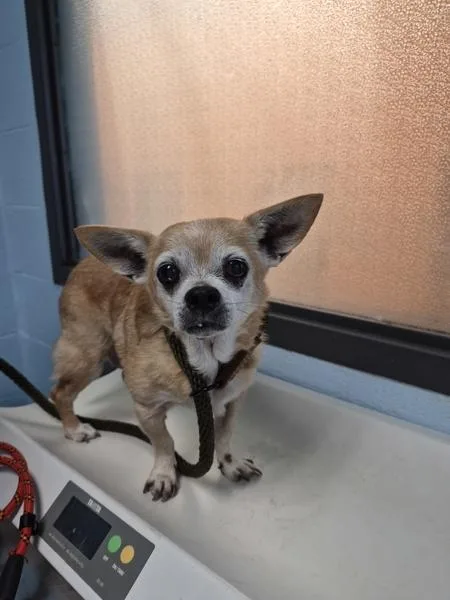 A senior small-sized male Chihuahua dog named Pen for adoption in Lawrenceville, GA