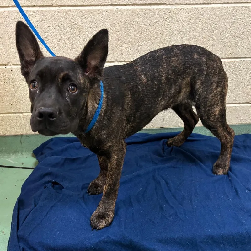 A young medium-sized female Black Mixed Breed dog named Priya for adoption in Memphis, TN
