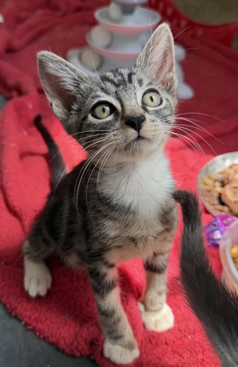 A baby medium-sized male Tabby (Brown / Chocolate) Domestic Short Hair cat named Littlefoot for adoption in jacksonville, FL