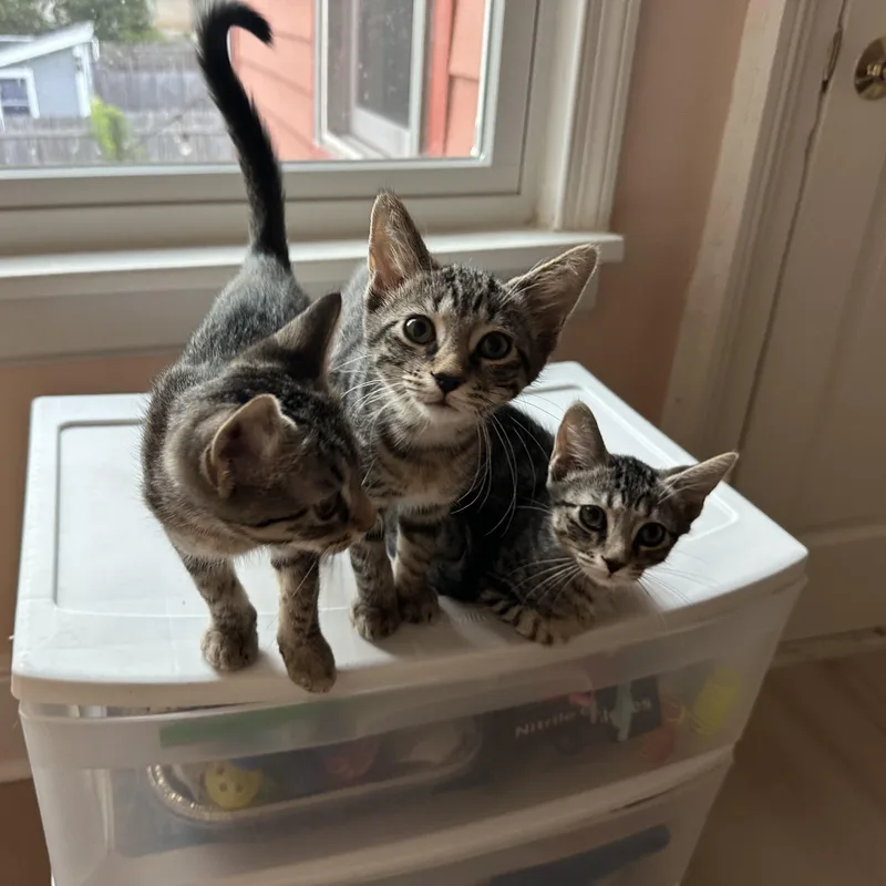 A young small-sized female Tabby (Brown / Chocolate) Domestic Short Hair cat named Pink for adoption in Midlothian, VA