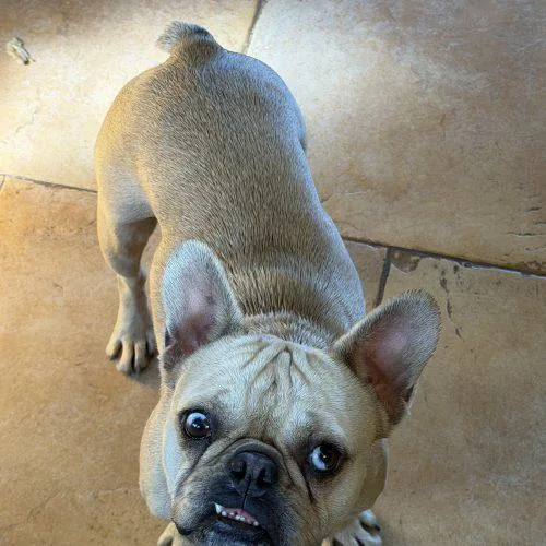 Peanut Buttercup thumbnail 2