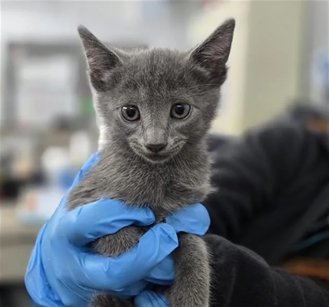 A baby medium-sized male Domestic Short Hair cat named Spam for adoption in Dallas, TX