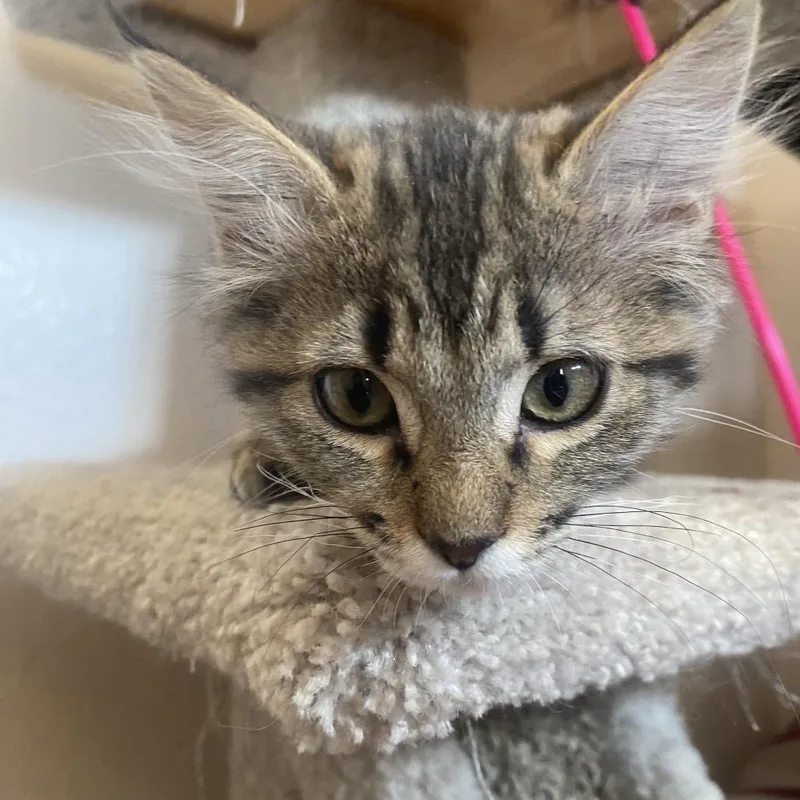 A baby small-sized female Black Domestic Medium Hair cat named Pepper for adoption in Yucca Valley, CA