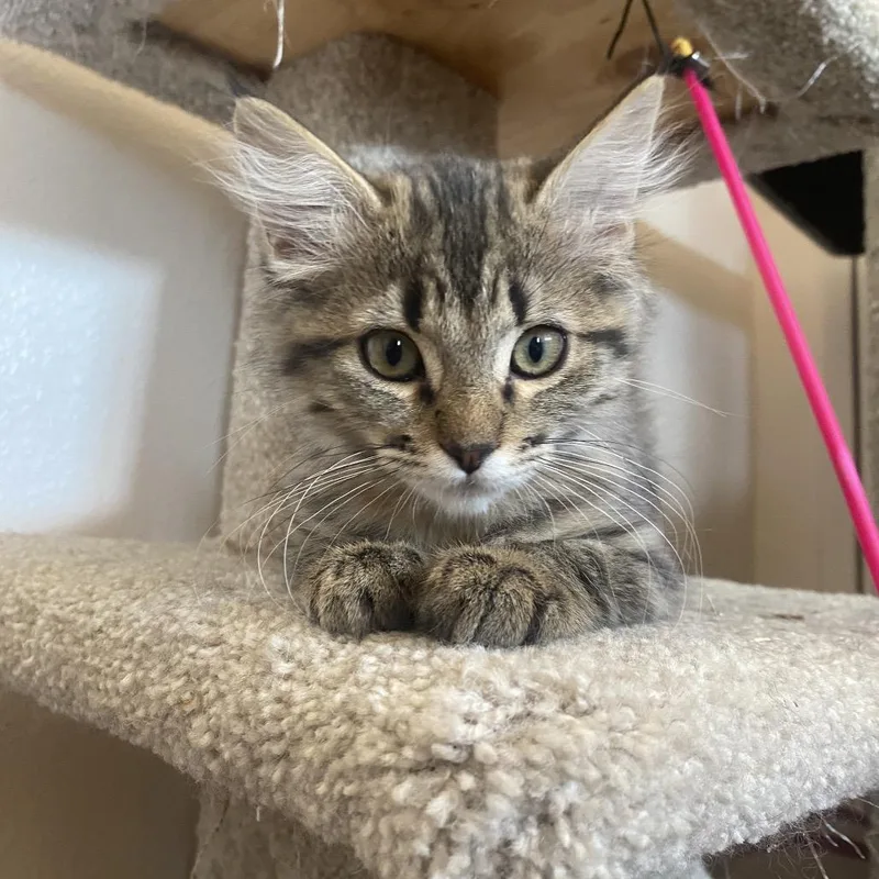 Pepper thumbnail 3