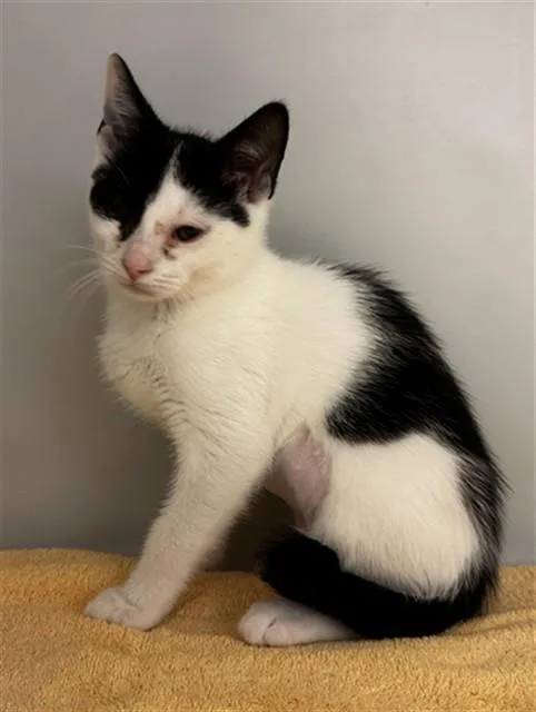 A baby small-sized female Domestic Short Hair cat named Bunny for adoption in Statesville, NC