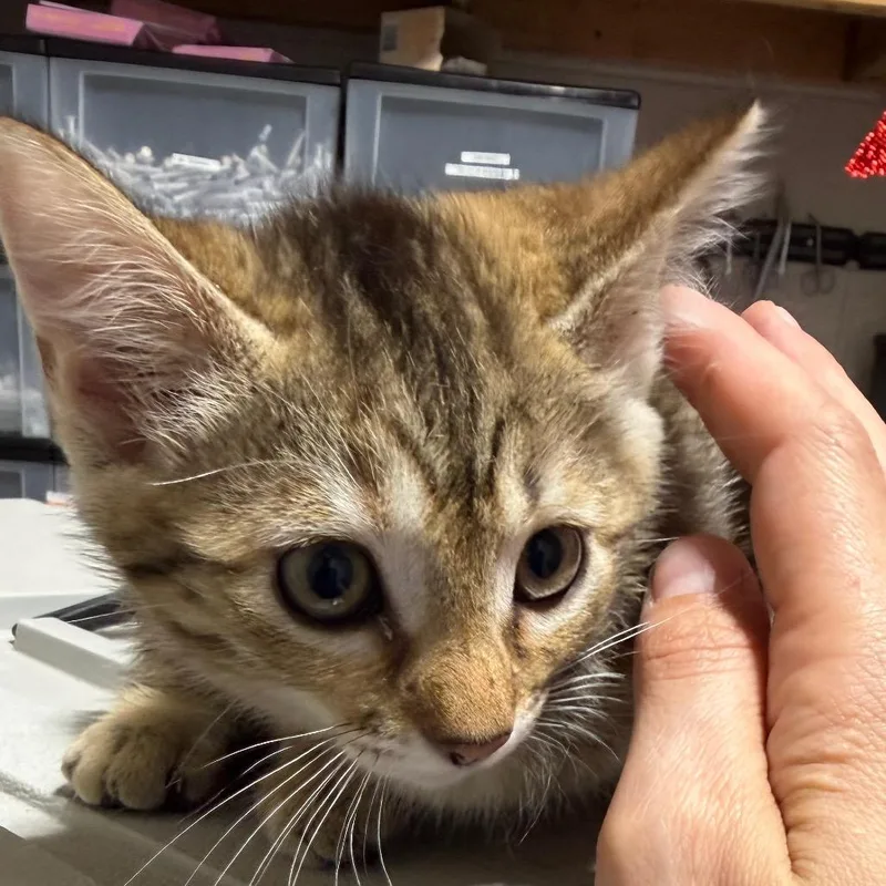 A baby small-sized female Calico Domestic Short Hair cat named Sebastian for adoption in Milton, FL