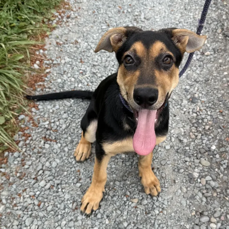 A baby medium-sized female Brown / Chocolate Shepherd dog named Piper for adoption in Bellingham, WA
