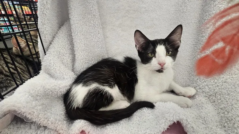 A baby medium-sized male Black & White / Tuxedo Domestic Short Hair cat named Panda for adoption in Antioch, CA
