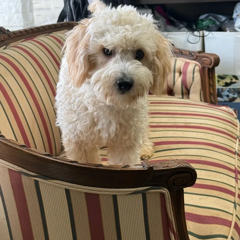 A young small-sized male White / Cream Cavalier King Charles Spaniel dog named Tater for adoption in Normal, IL