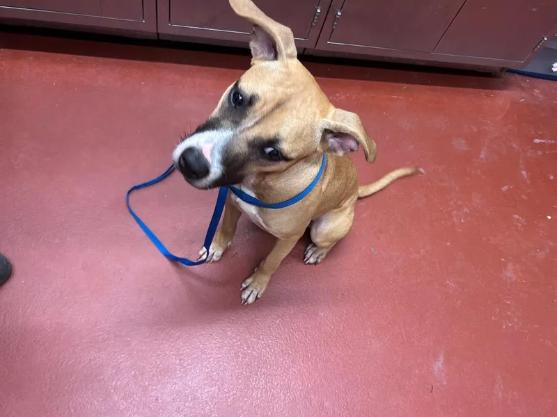 A young medium-sized female Mixed Breed dog named Raven for adoption in Douglasville, GA