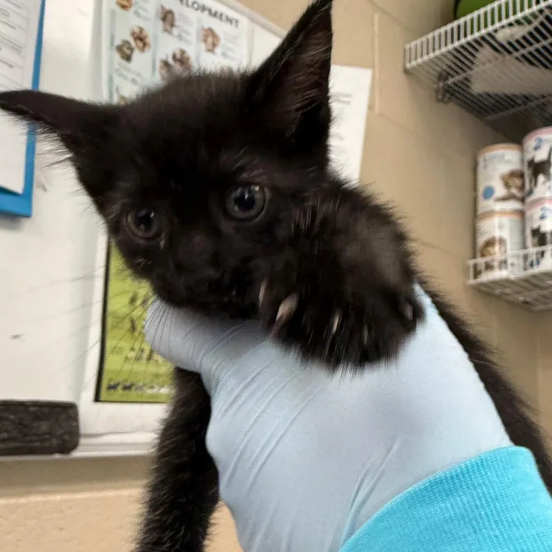 A baby small-sized female Black Domestic Short Hair cat named Brenda for adoption in Troy, VA