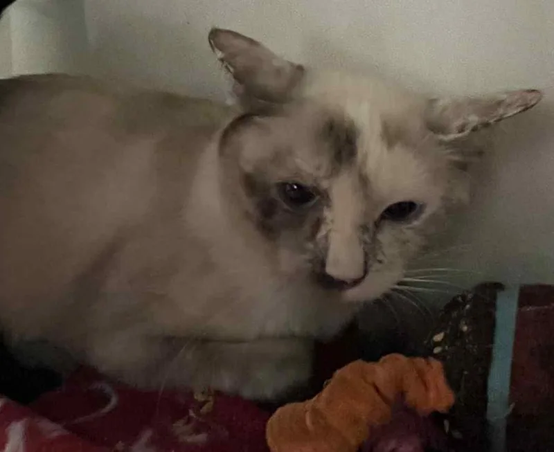 An adult medium-sized female Dilute Tortoiseshell cat named Gretta for adoption in Robinson, IL