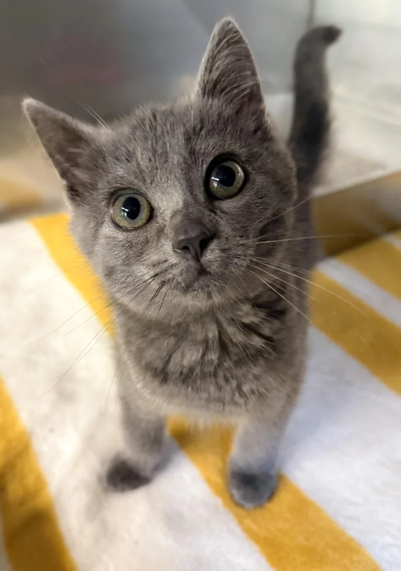 A baby medium-sized female Domestic Short Hair cat named Thackery Binx for adoption in Ona, WV