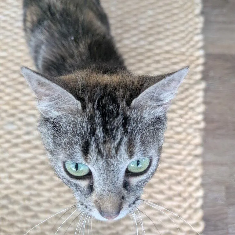 An adult medium-sized female Domestic Short Hair cat named Key Lime Pie for adoption in Candler, NC