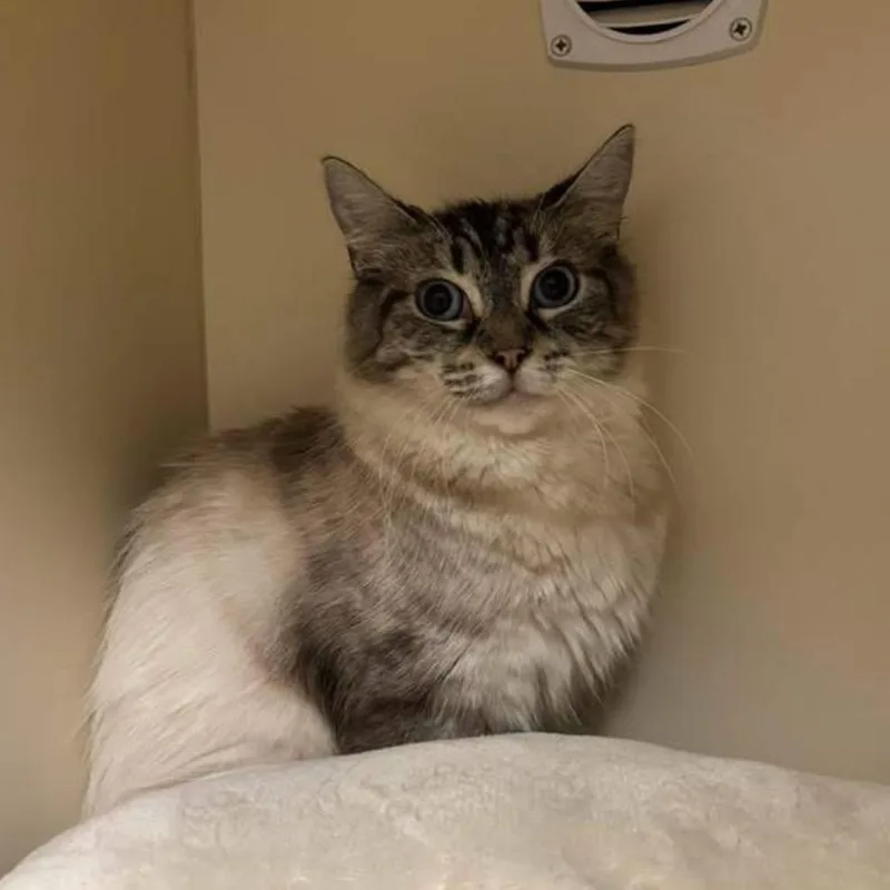 A young medium-sized female White Siamese cat named Sagwa for adoption in Waynesboro, PA