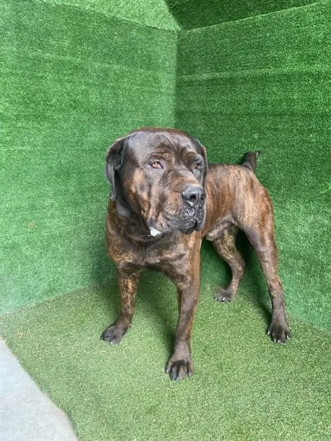 An adult extra large-sized male Cane Corso dog named Johnny for adoption in Lancaster, CA