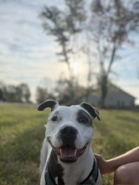 An adult medium-sized female White / Cream Pit Bull Terrier dog named Sabrina for adoption in Innsbrook, MO