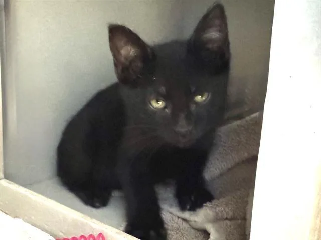 A baby small-sized male Domestic Short Hair cat named Fin for adoption in Martinez, CA