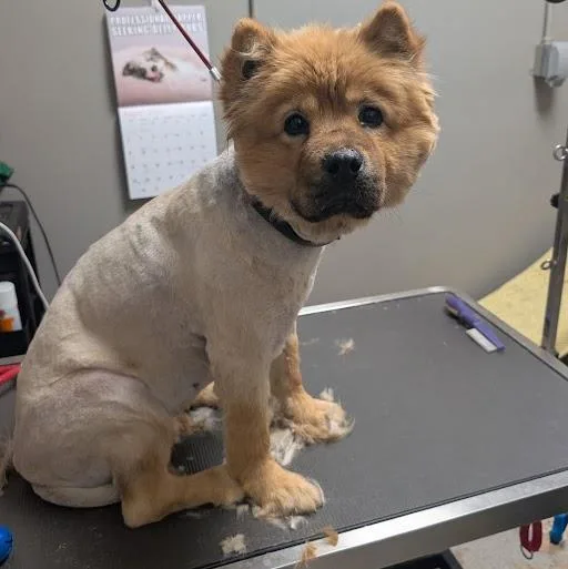 An adult large-sized female Chow Chow dog named Ducky for adoption in Las Vegas, NV