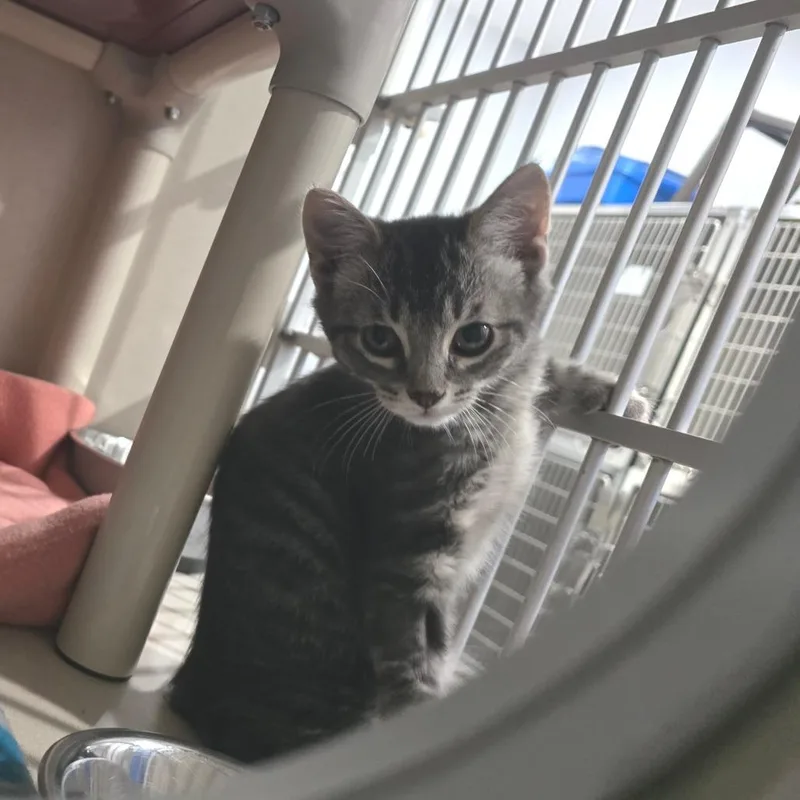 A baby small-sized male Gray / Blue / Silver Domestic Short Hair cat named Sydney for adoption in Fairmont, WV