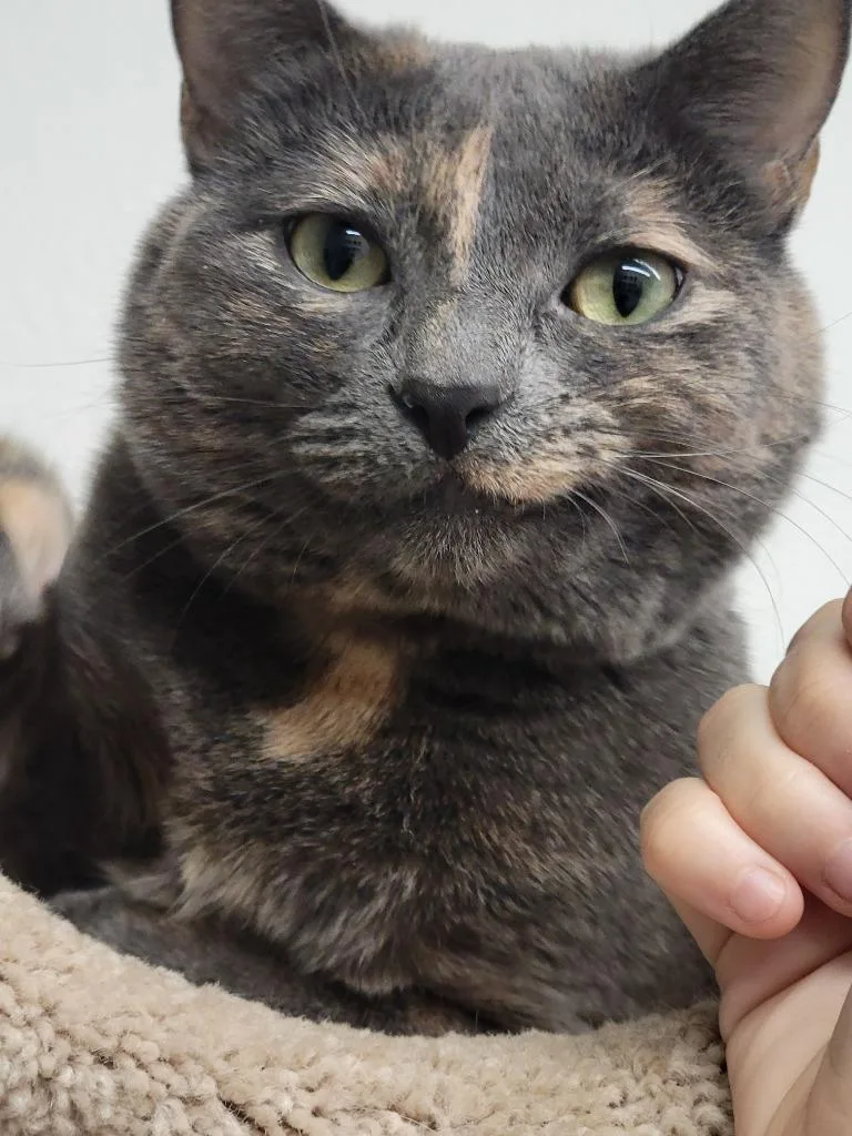 A young medium-sized female Domestic Short Hair cat named Pita Chip for adoption in Peoria, AZ