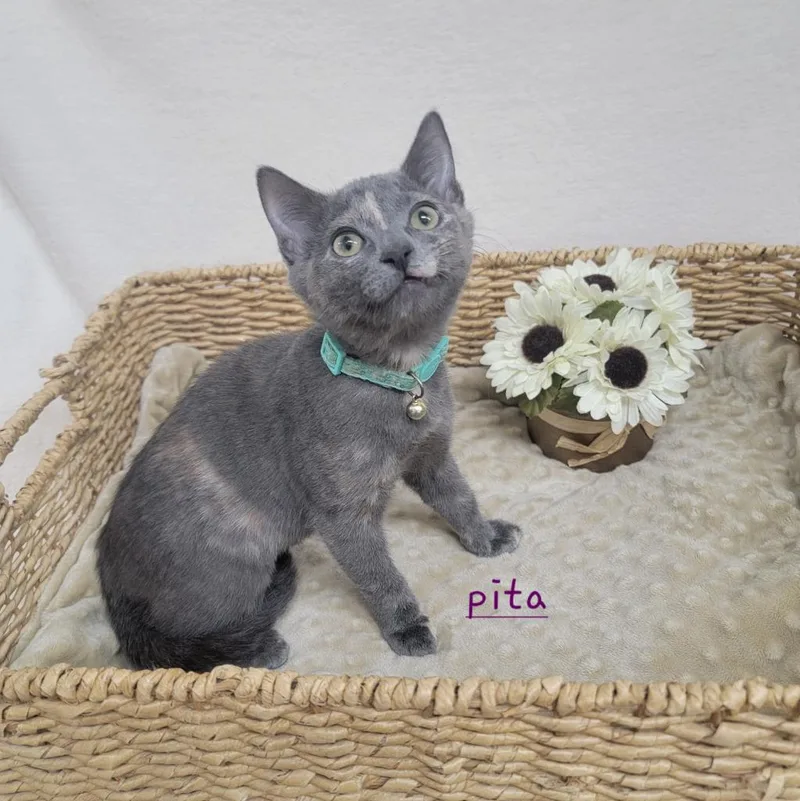 Pita Chip thumbnail 4